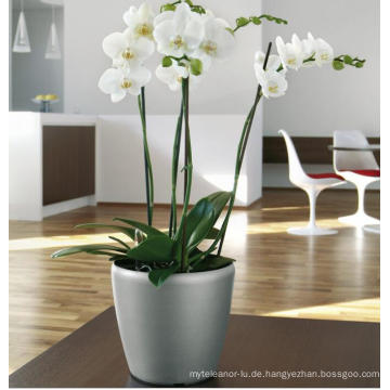 (BC-F1039) Modische Design Plastik Selbstbewässernder Blumentopf